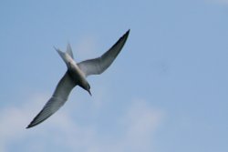 Common Tern. Wallpaper