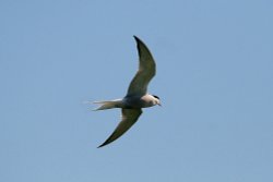Common Tern. Wallpaper