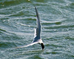 Common Tern Feeding. Wallpaper