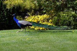 What a great visitor. Wallpaper