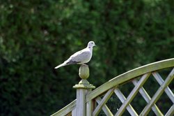 Ringed Dove in a garden. Wallpaper