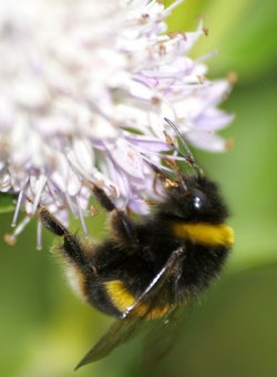 Bee in the garden.
