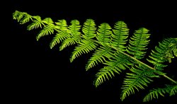 Single fern frond, Bernwood Forest, Botolph Claydon, Bucks Wallpaper