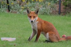 Fox in the Garden 6