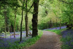 Bluebell woods Wallpaper