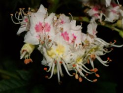 Horse Chestnut tree flowers, near Hillesden, Bucks