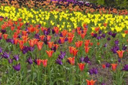 Tulips at Harlow Carr Wallpaper