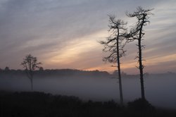 Wrens Warren Valley Wallpaper