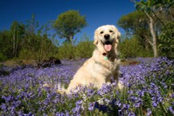 Chester in the bluebells Wallpaper