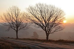 Frosty Sunrise Wallpaper