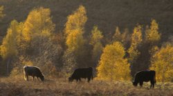 Autumn Colours Wallpaper