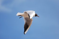 Black Headed Gull Wallpaper