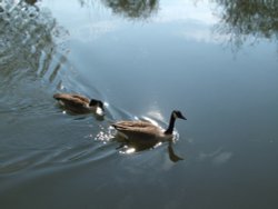 Rickmansworth Wallpaper