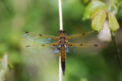 Four-spotted chaser Wallpaper