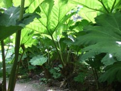 Gunnera at Trebah Wallpaper