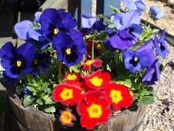 Colourful  flower display Wallpaper