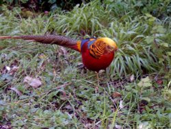 Tresco Abbey Gardens Wallpaper