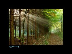 Elloughton Woods Wallpaper