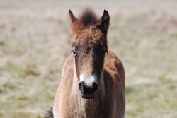 Exmoor Pony foal Wallpaper