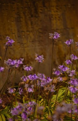 Graveyard flowers