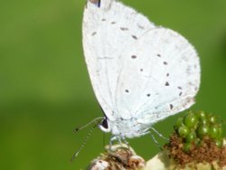 Eastcote village Wallpaper