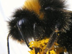 Eastcote village Wallpaper