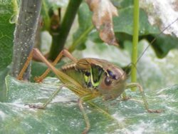 Ruislip Common Wallpaper