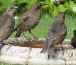 Eastcote village Wallpaper