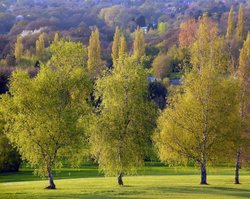 Haste Hill, Northwood Hills Wallpaper