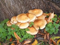 Eastcote village Wallpaper