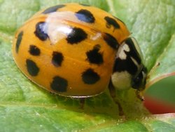 Eastcote village ladybird Wallpaper