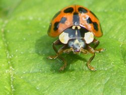 Eastcote village ladybird Wallpaper