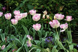 More flowers in the Sub Tropical Zone