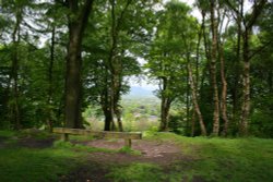 Spring Wood