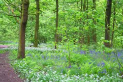 Spring Wood