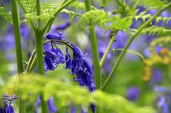The native British Bluebell - close up 2 Wallpaper