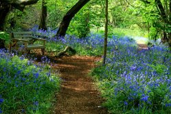 Yoxall Lodge Bluebell Woods 3 Wallpaper