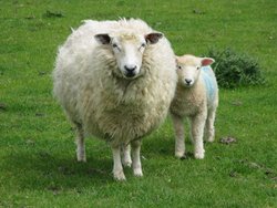 Lamb with his mother