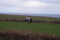 Grazing on a North Sea Bluff 2 Wallpaper