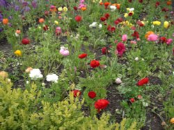 Flower Garden Wallpaper