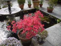 Water Garden Wallpaper