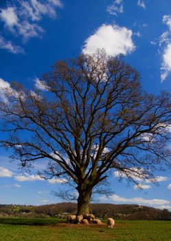 Blue skies
