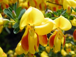 Eastcote Village Wallpaper