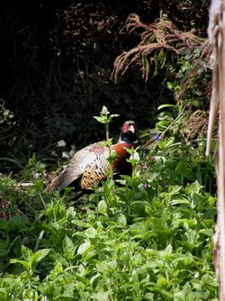 Trying to hide in the undergrowth.