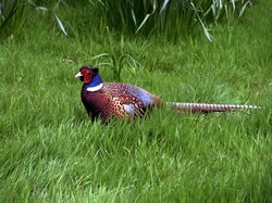 Out in the open. Wallpaper