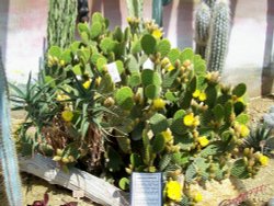 In the Cactus House Wallpaper