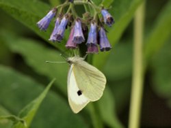 Butterfly and Blue Comfrey, Steeple Claydon, Bucks Wallpaper