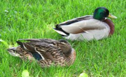 Dunsop Bridge Wallpaper