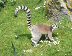 Whipsnade wild animal park Wallpaper