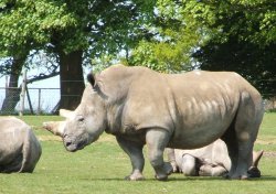 Whipsnade wild animal park Wallpaper